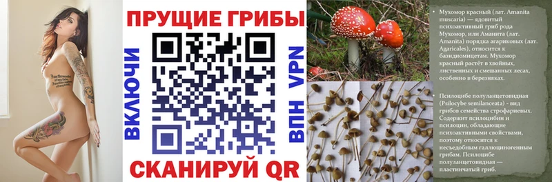 Галлюциногенные грибы Magic Shrooms купить закладку Яхрома